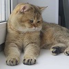 Аватара пользователя