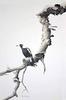 magpie