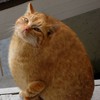 Зюкочка