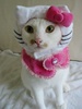 Kitty22