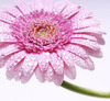 Gerbera82