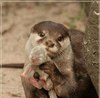 Viktory Otter