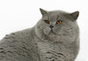 FatCat1787