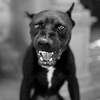 Grimm