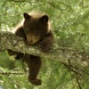 oso