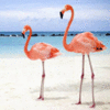 Flamingos