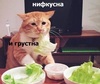 liskina liya