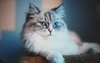 Fluffycat