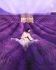 lavanda2025