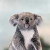 Koala Singer