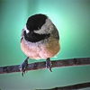 updo