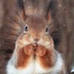squirrel