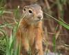 gopher03