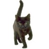 cati
