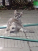 ЛияНова