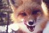 foxsa
